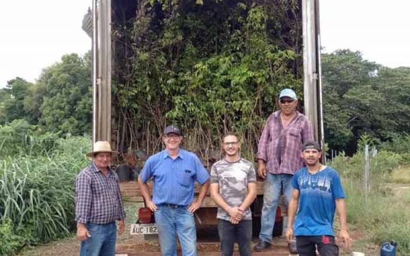 MUNICÍPIO ADQUIRIU CERCA DE 2.000 MUDAS QUE IRÃO AUXILIAR NA ARBORIZAÇÃO DAS RUAS E RECUPERAÇÃO DE NASCENTES